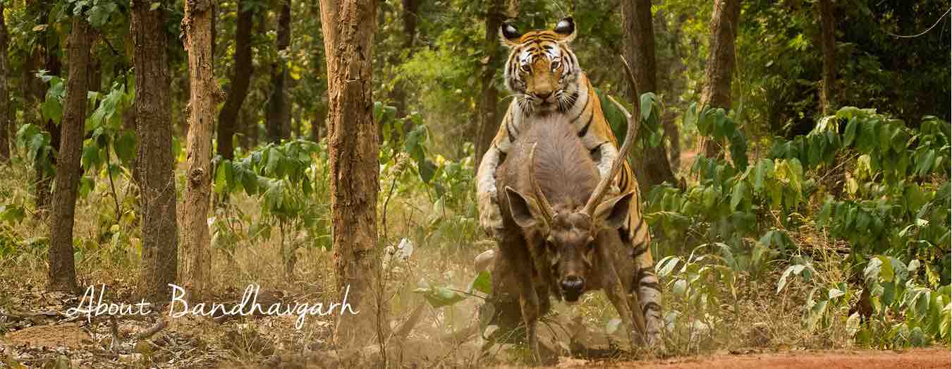 10 Things to Do in Bandhavgarh
