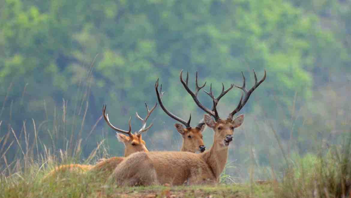 6 Things to do in Kanha Park